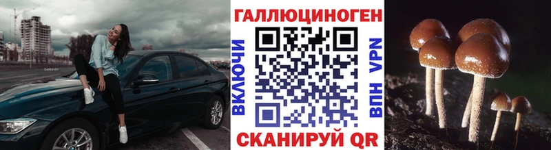 Псилоцибиновые грибы Psilocybine cubensis блэк спрут онион Шлиссельбург как найти закладки